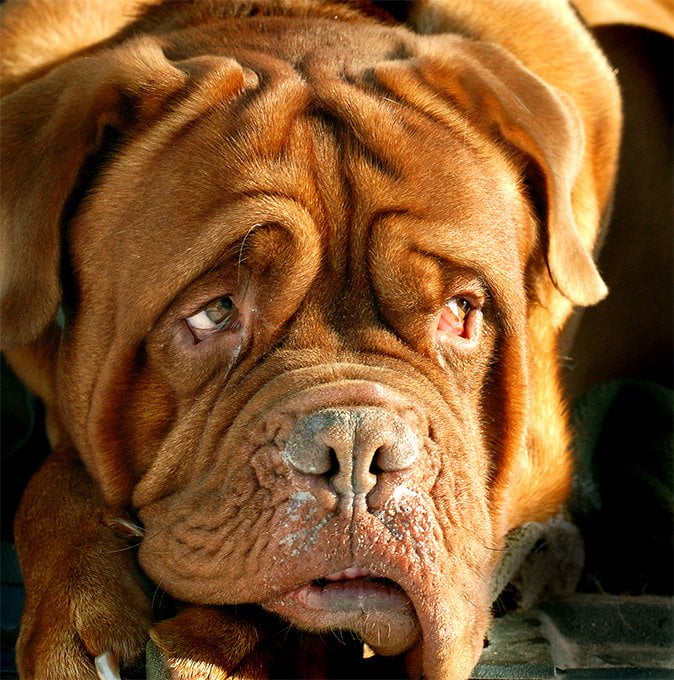 foto Perro Dogo de Burdeos