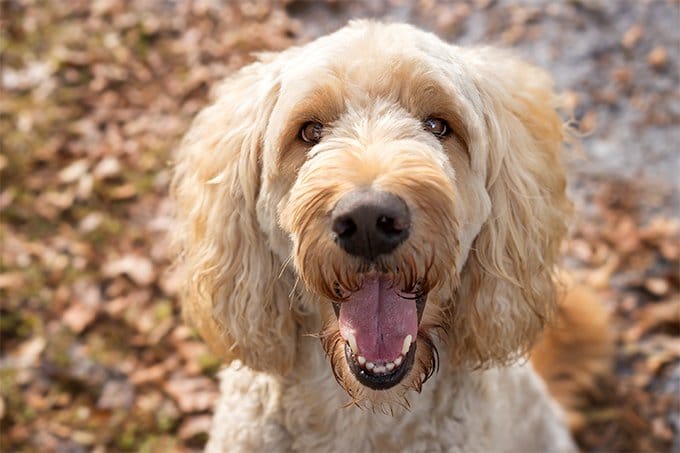 foto Labradoodle Perro mixto