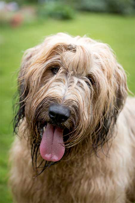 foto Perro de Briard