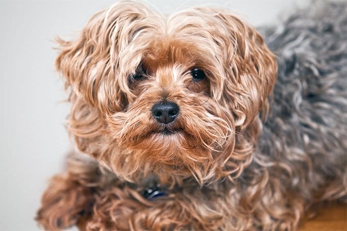 foto Perro Yorkipoo