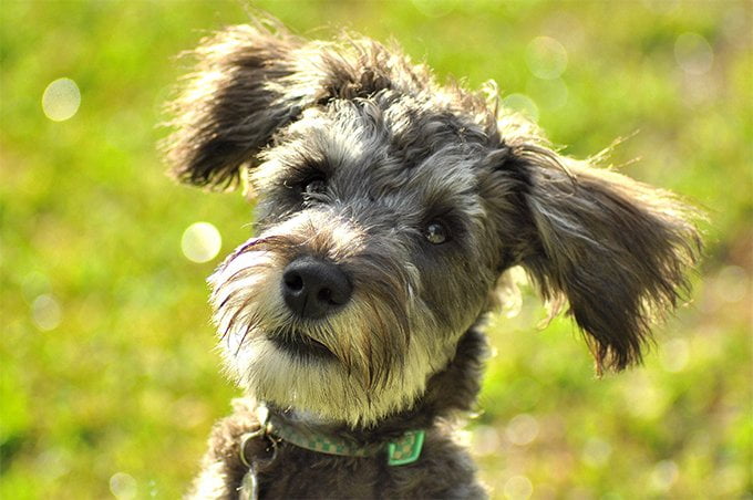 foto Perro híbrido de Schnoodle