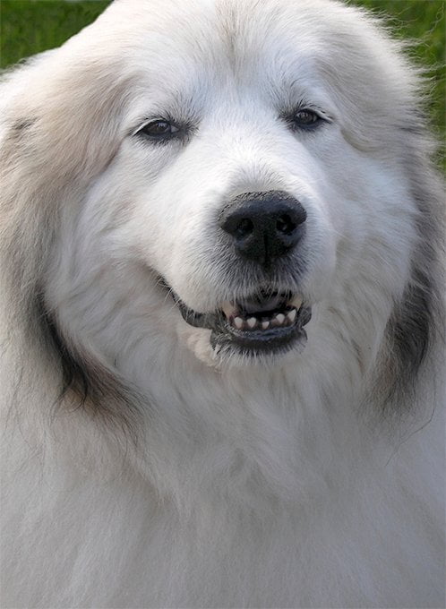 foto Gran Perro de los Pirineos