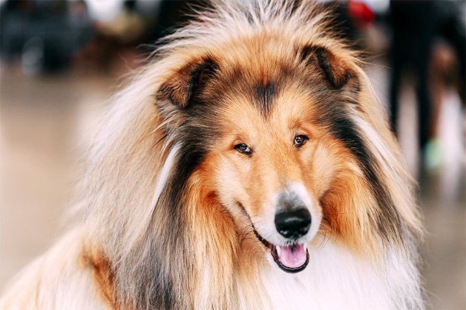 foto Perro Pastor de Shetland
