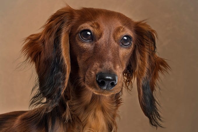 foto Perro Dachshund