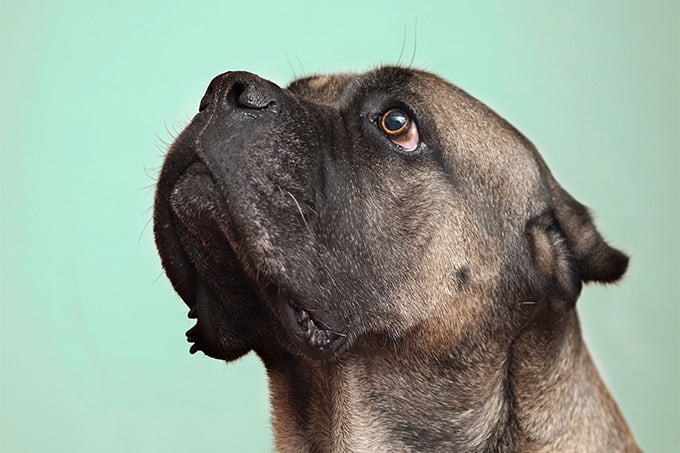 foto Perro Cane Corso