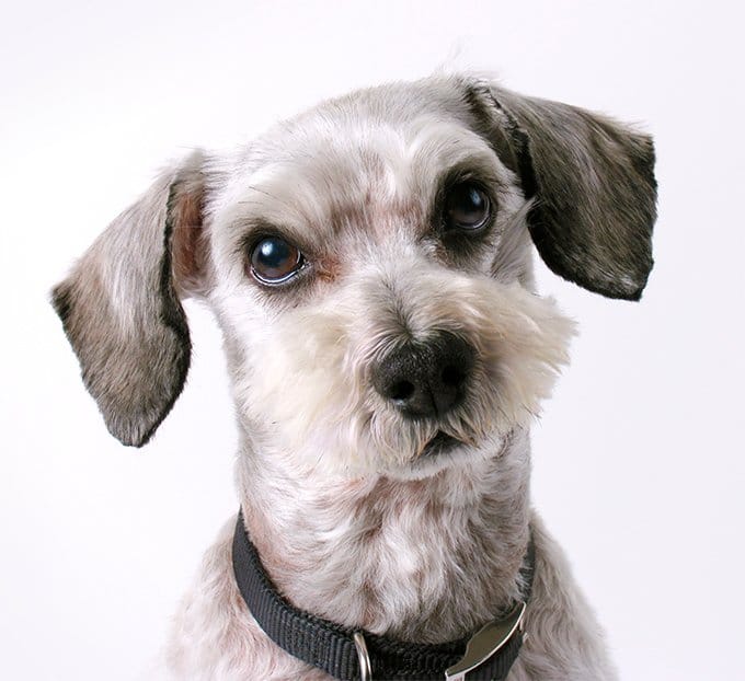 foto Perro híbrido de Schnoodle