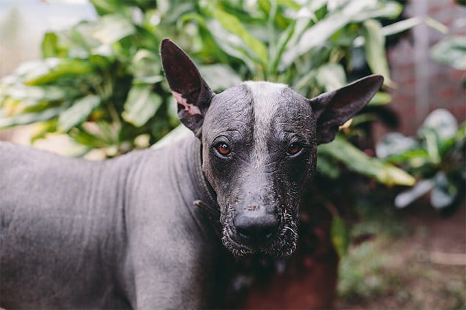 foto Perro Xoloitzcuintli