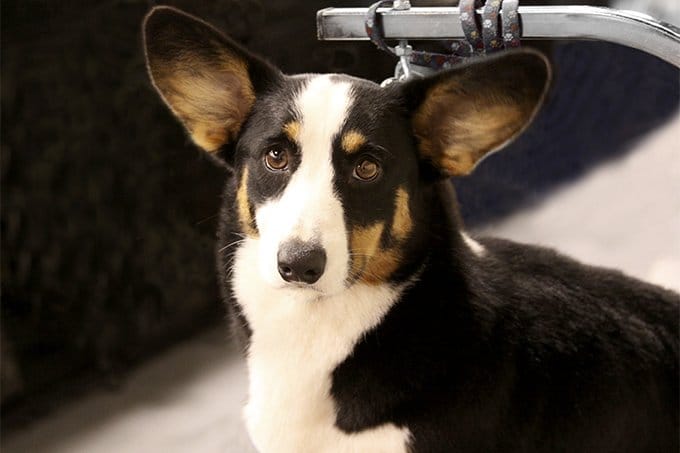 foto Perro de raza Corgi Galés de Cardigan