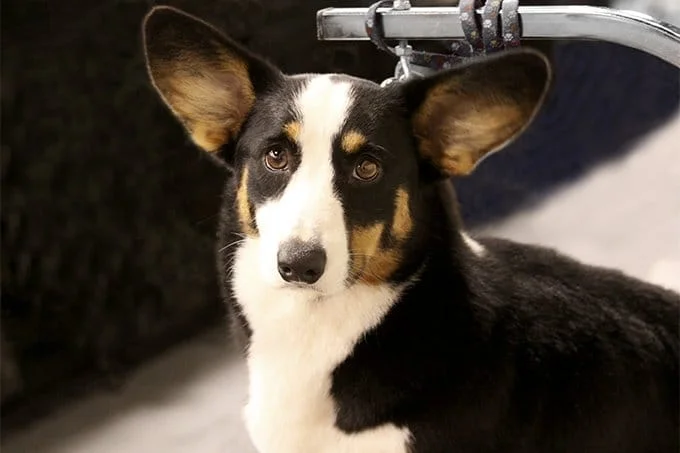 foto Perro de raza Corgi Galés de Cardigan