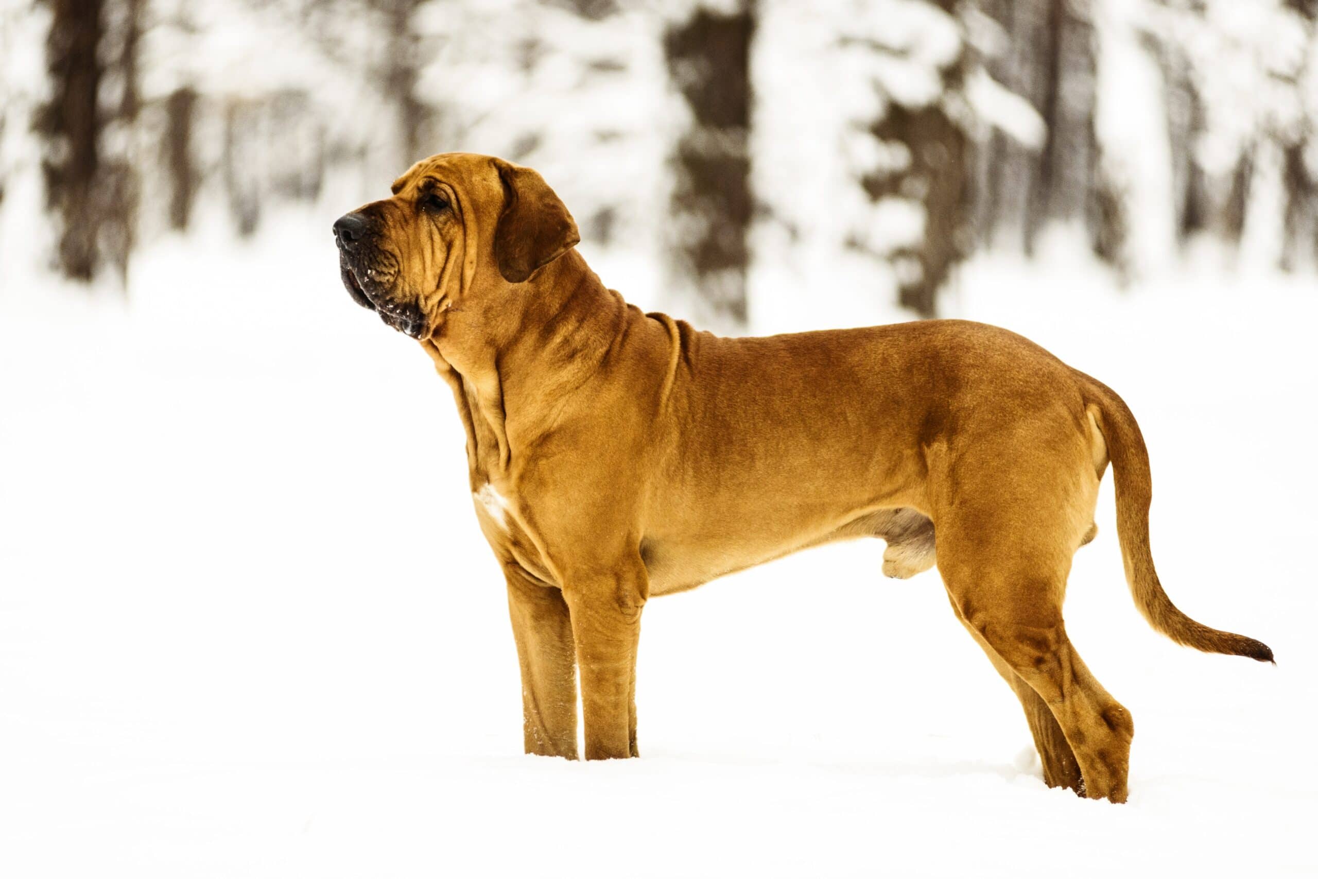 foto Perro Fila Brasileño