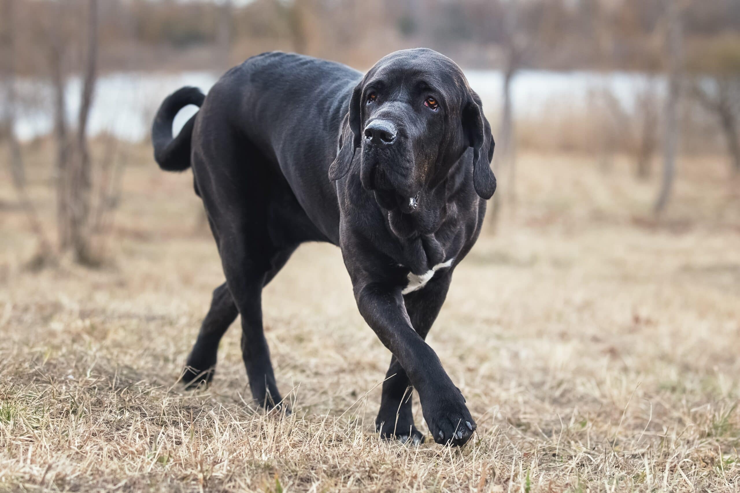 foto Perro Fila Brasileño