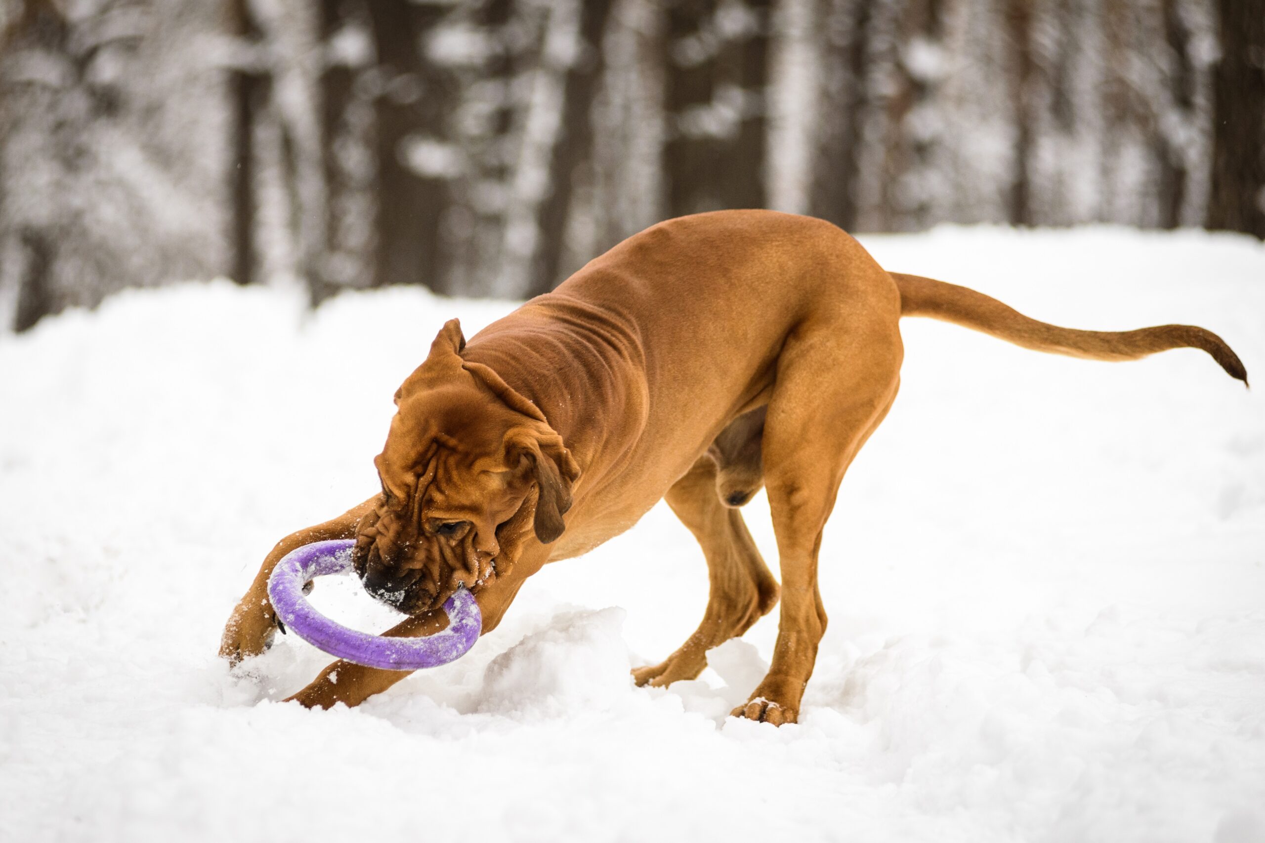 foto Perro Fila Brasileño