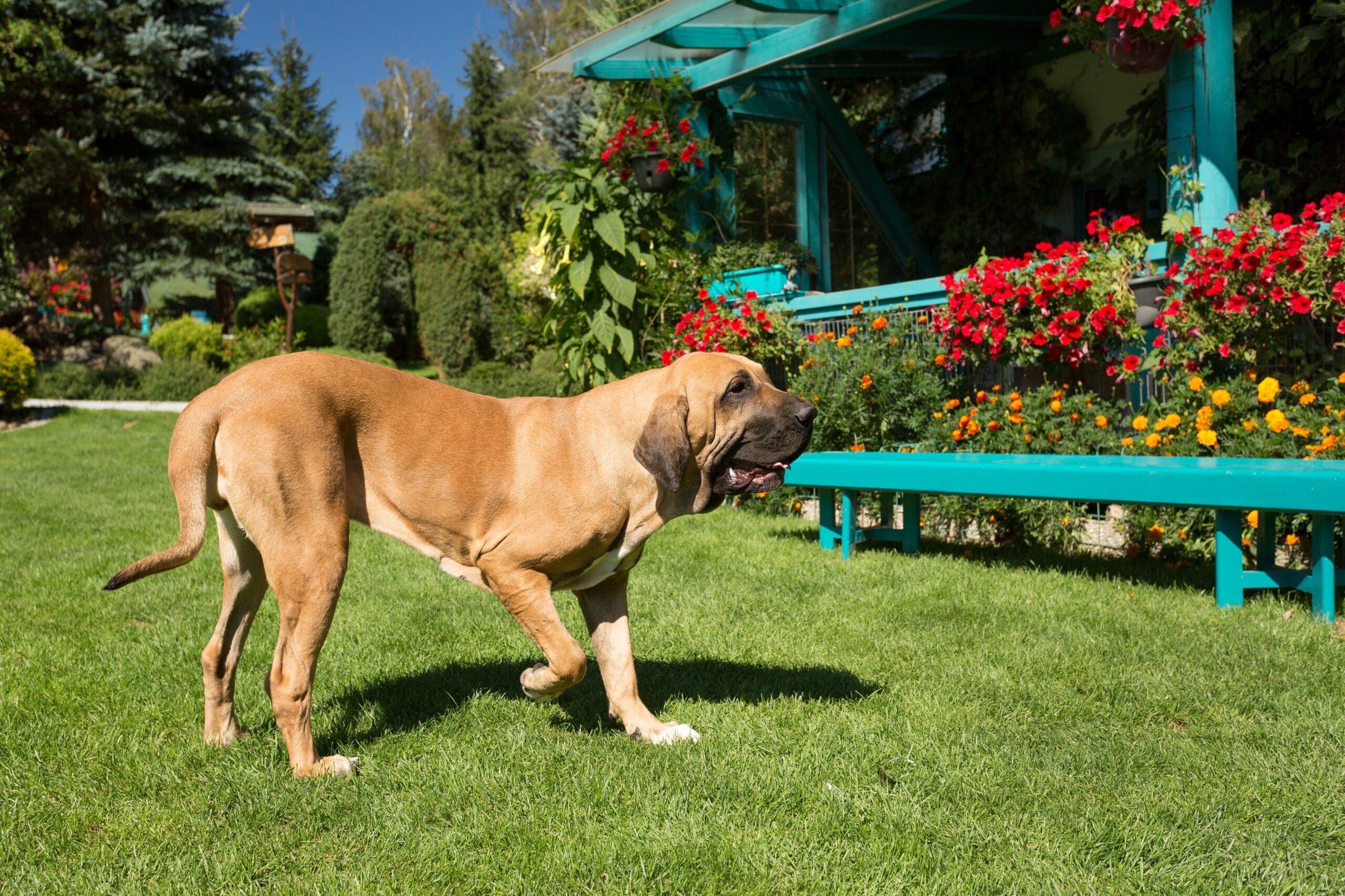 foto Perro Fila Brasileño