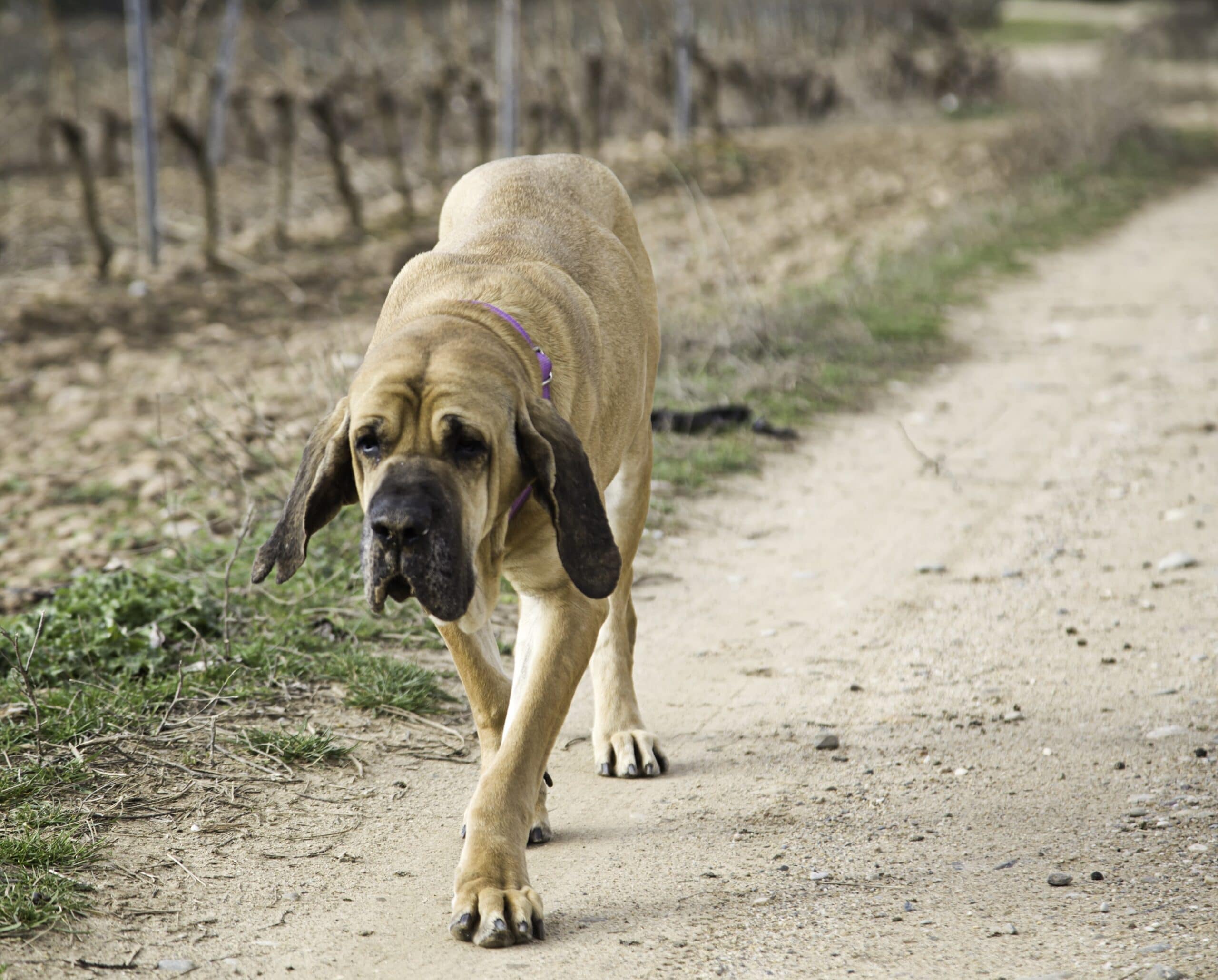 foto Perro Fila Brasileño