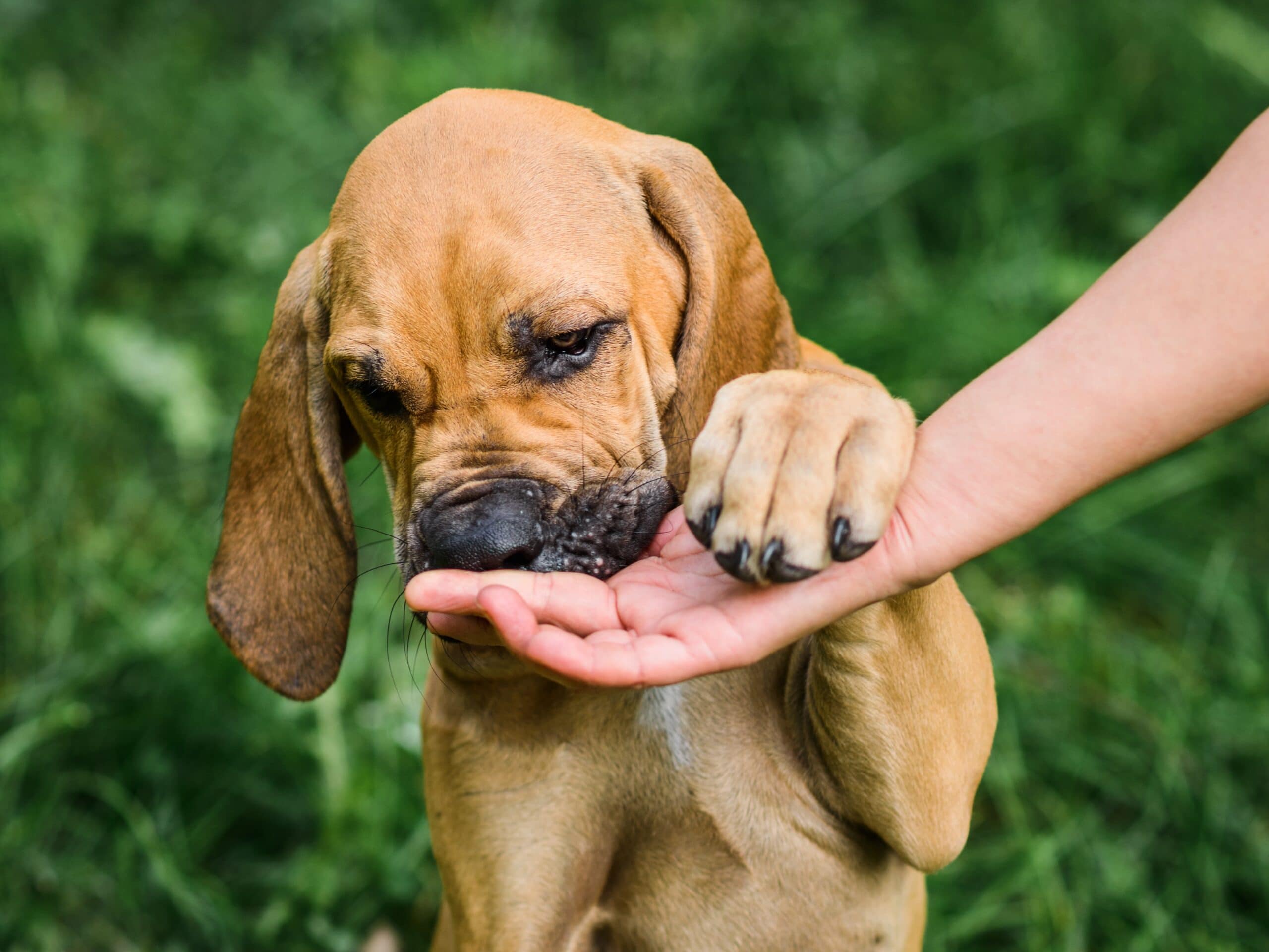 foto Perro Fila Brasileño