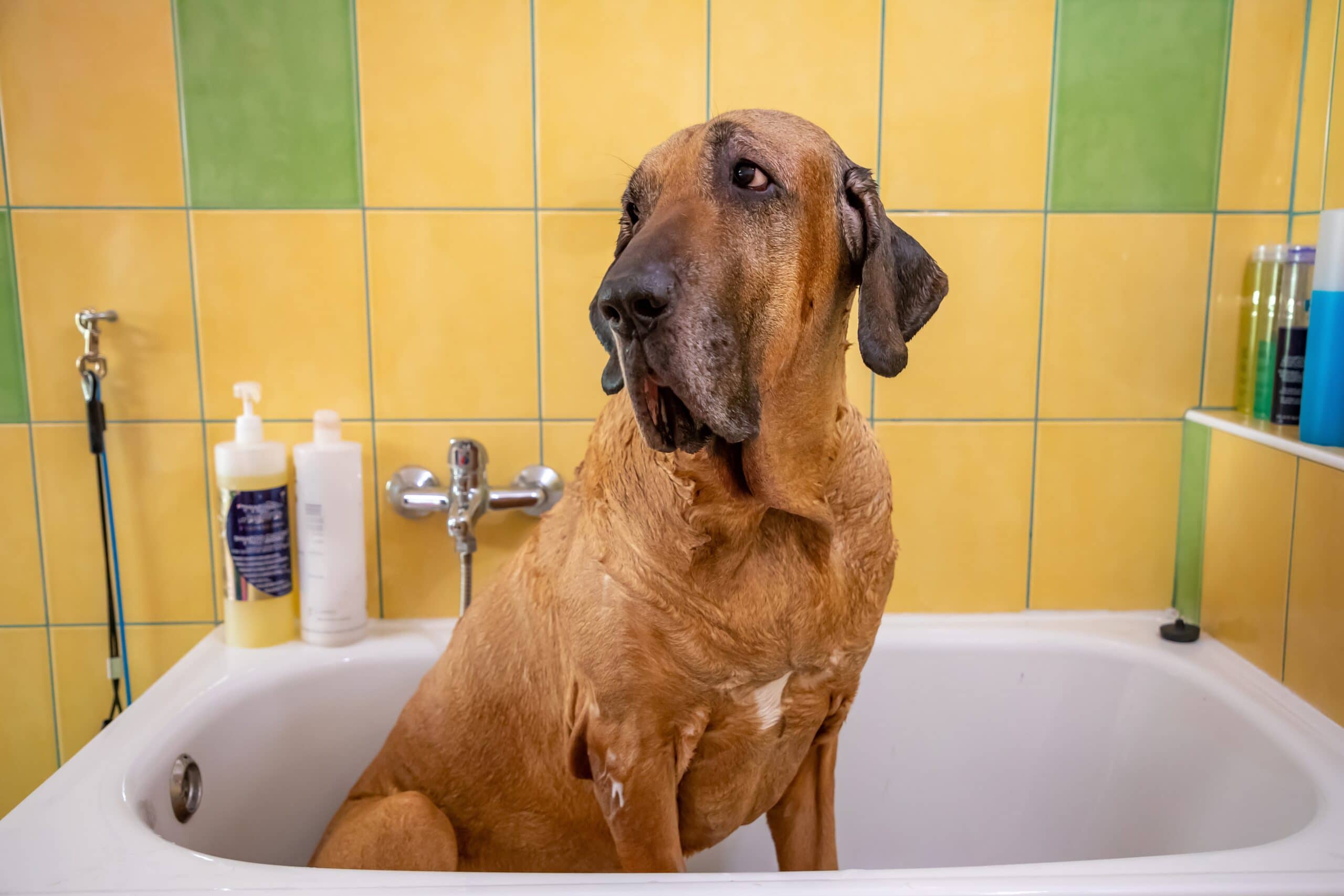 foto Perro Fila Brasileño