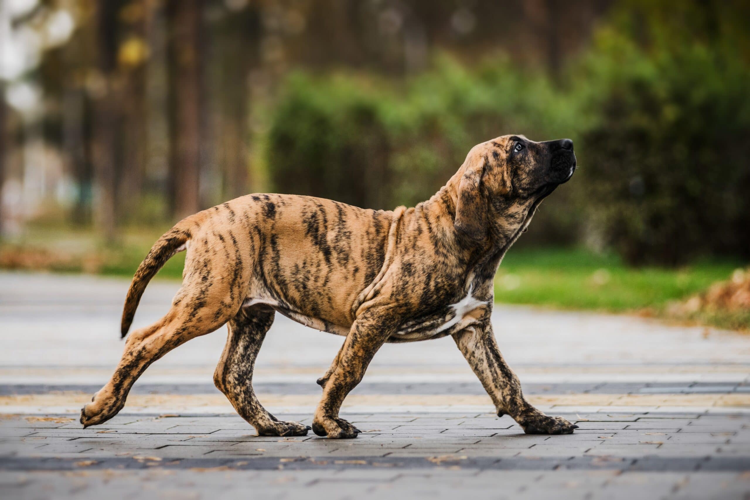 foto Perro Fila Brasileño