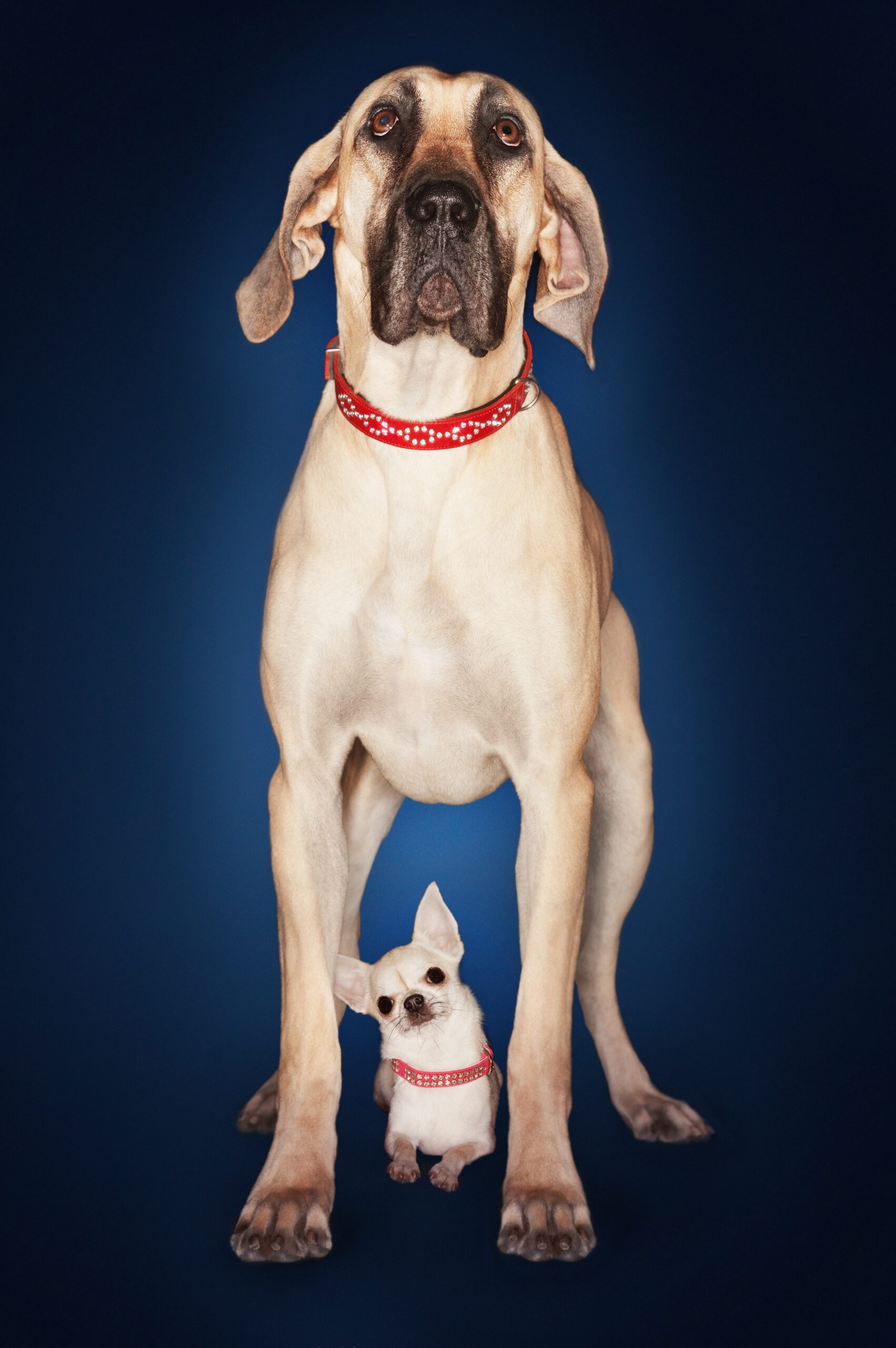 foto Perro Fila Brasileño