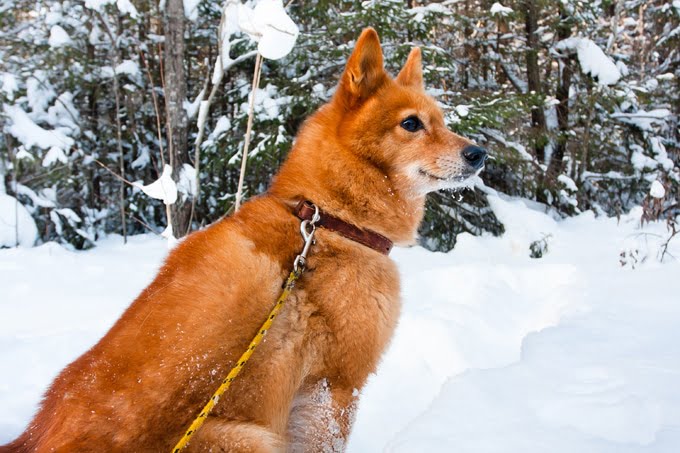 foto Perro Spitz Finlandés
