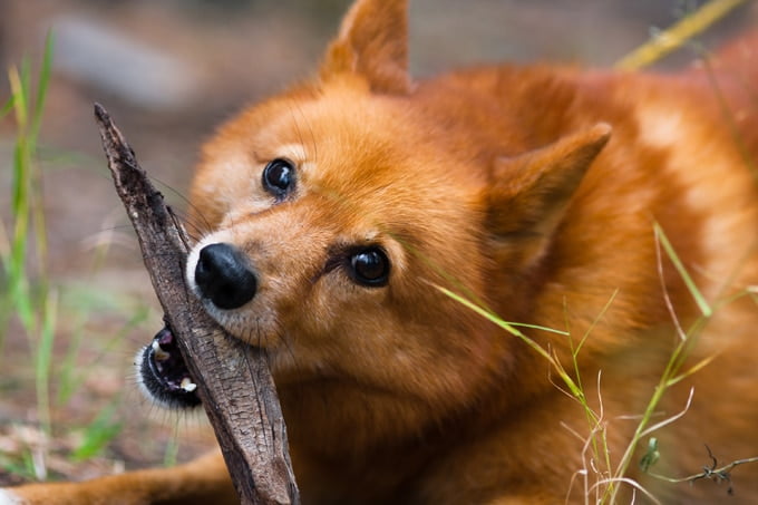 foto Perro Spitz Finlandés
