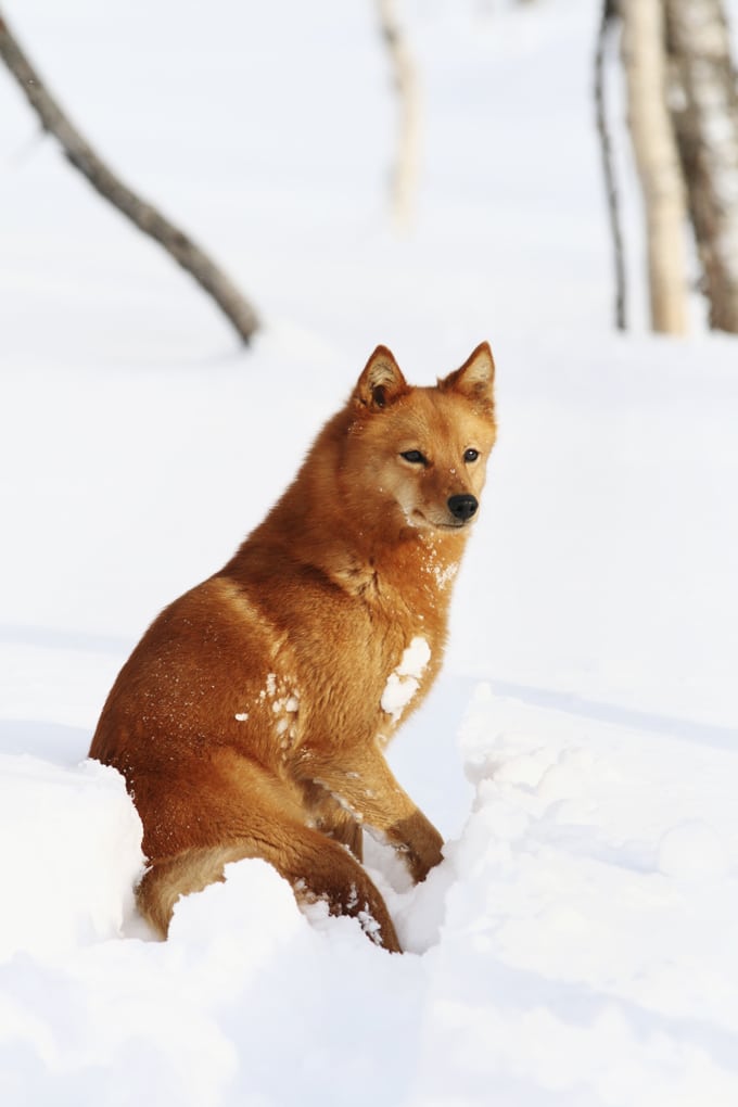 foto Perro Spitz Finlandés