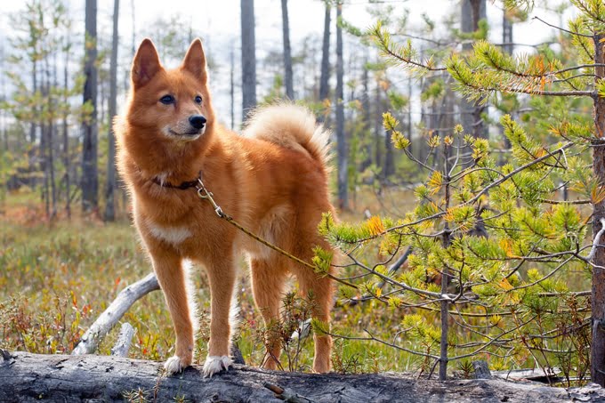 foto Perro Spitz Finlandés