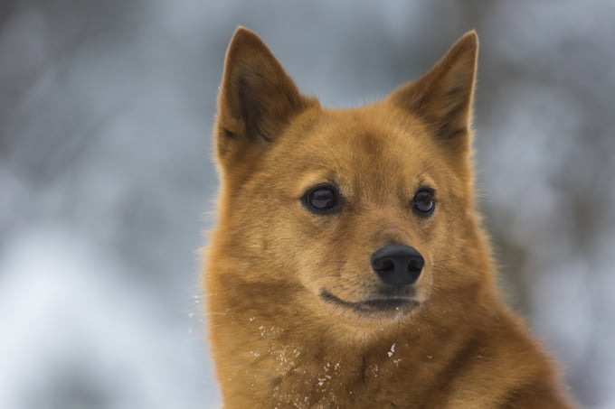 foto Perro Spitz Finlandés
