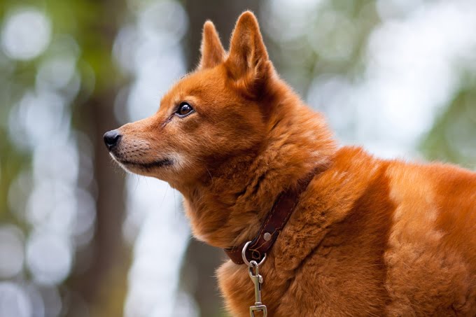 foto Perro Spitz Finlandés