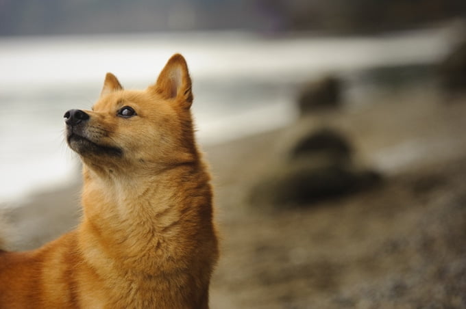 foto Perro Spitz Finlandés