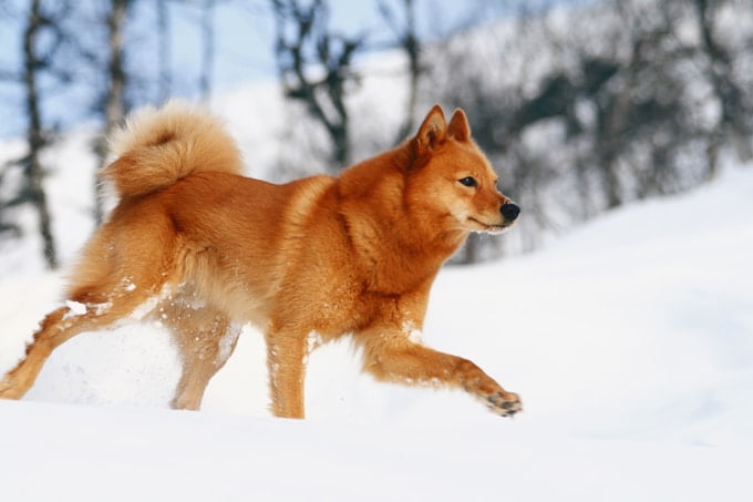 foto Perro Spitz Finlandés
