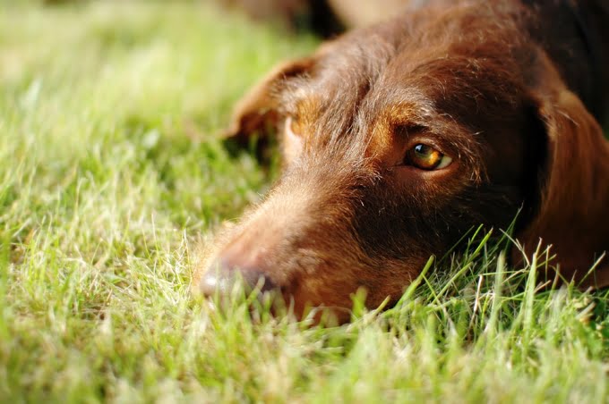 foto Perro de raza Flat-Coated Retriever