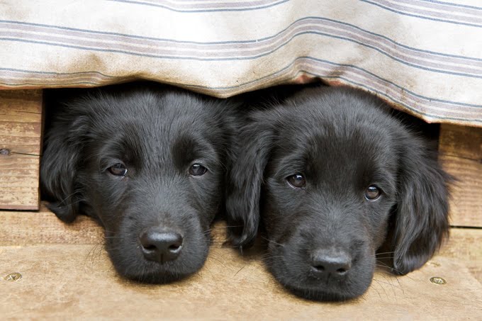 foto Perro de raza Flat-Coated Retriever