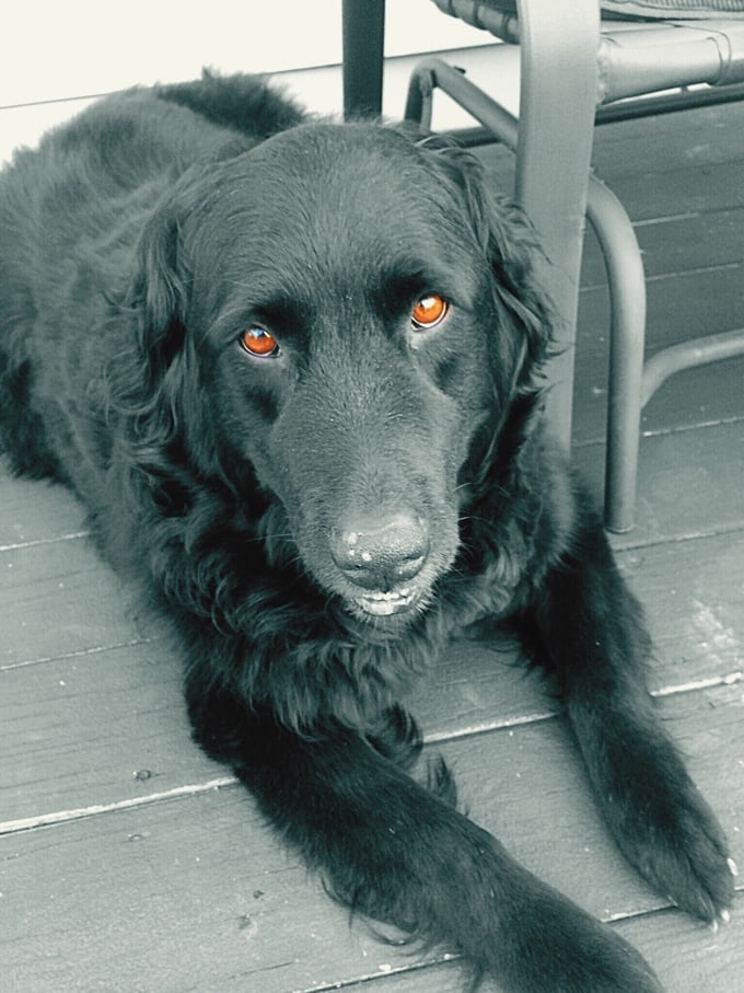 foto Perro de raza Flat-Coated Retriever