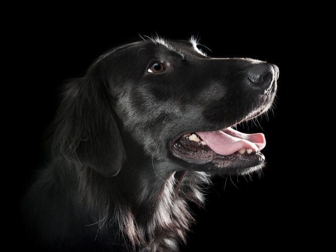 foto Perro de raza Flat-Coated Retriever