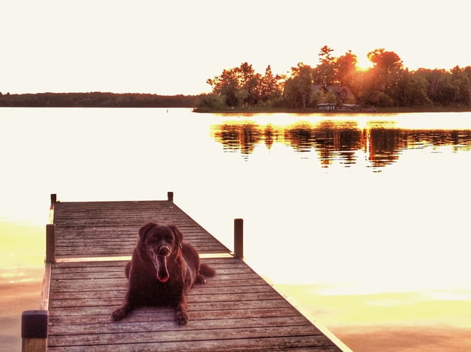 foto Perro de raza Flat-Coated Retriever