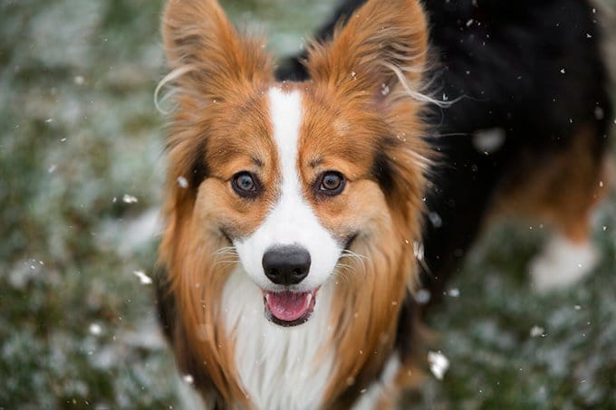 foto Perro de raza Corgi Galés de Cardigan