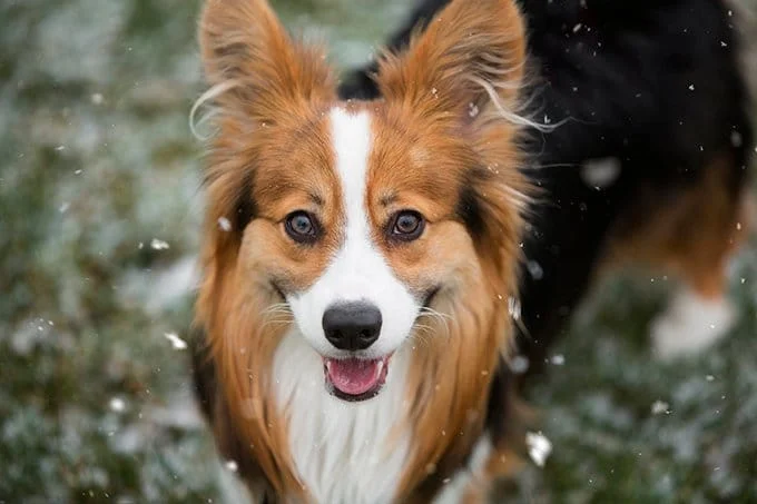 foto Perro de raza Corgi Galés de Cardigan