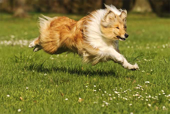 foto Perro Collie