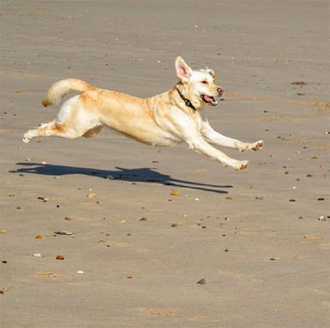 foto Perro mestizo de Goldador