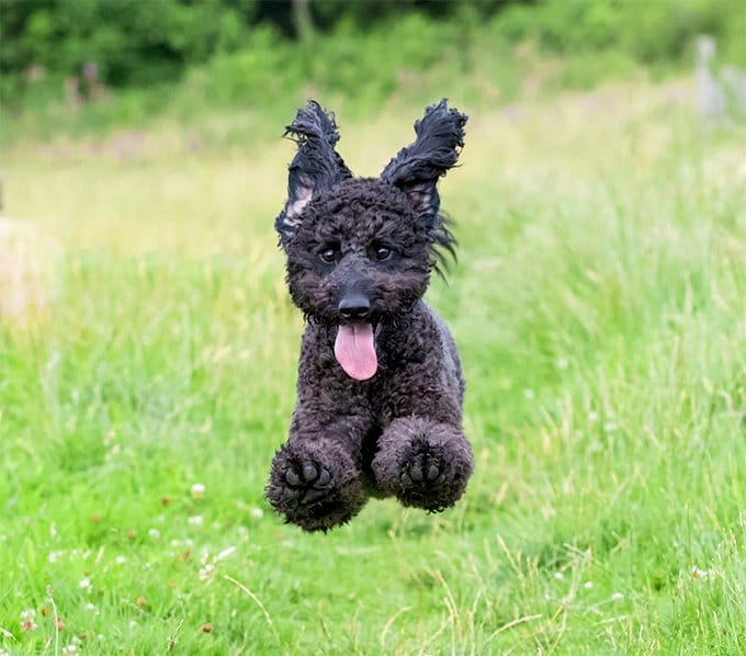 foto Labradoodle Perro mixto