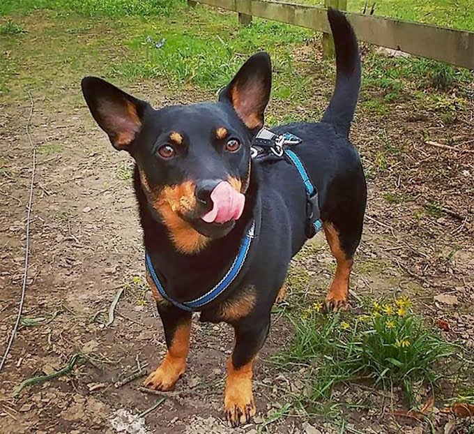 foto Perro Lancashire Heeler