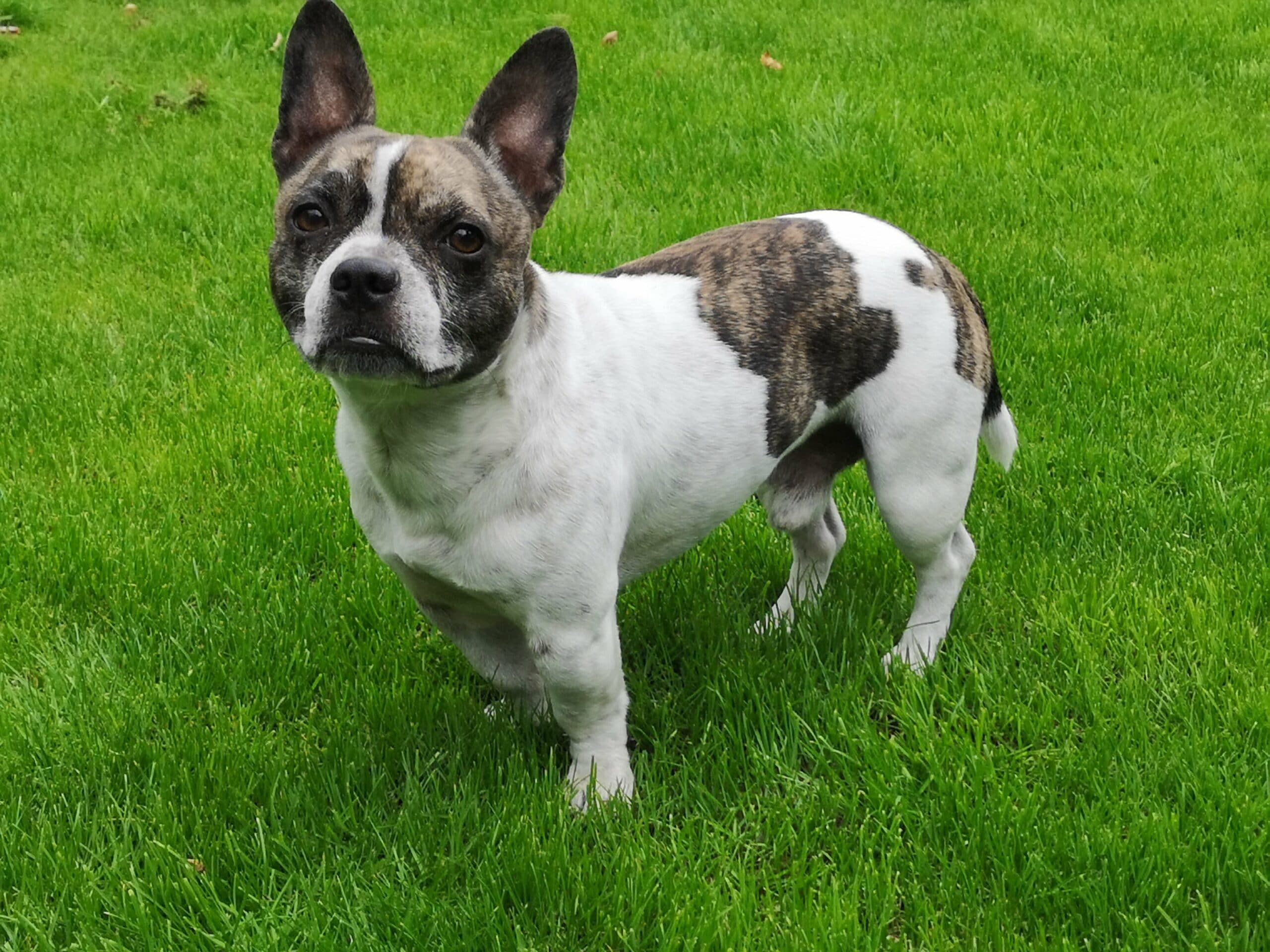 foto Perro Bullhuahua Francés Mixto