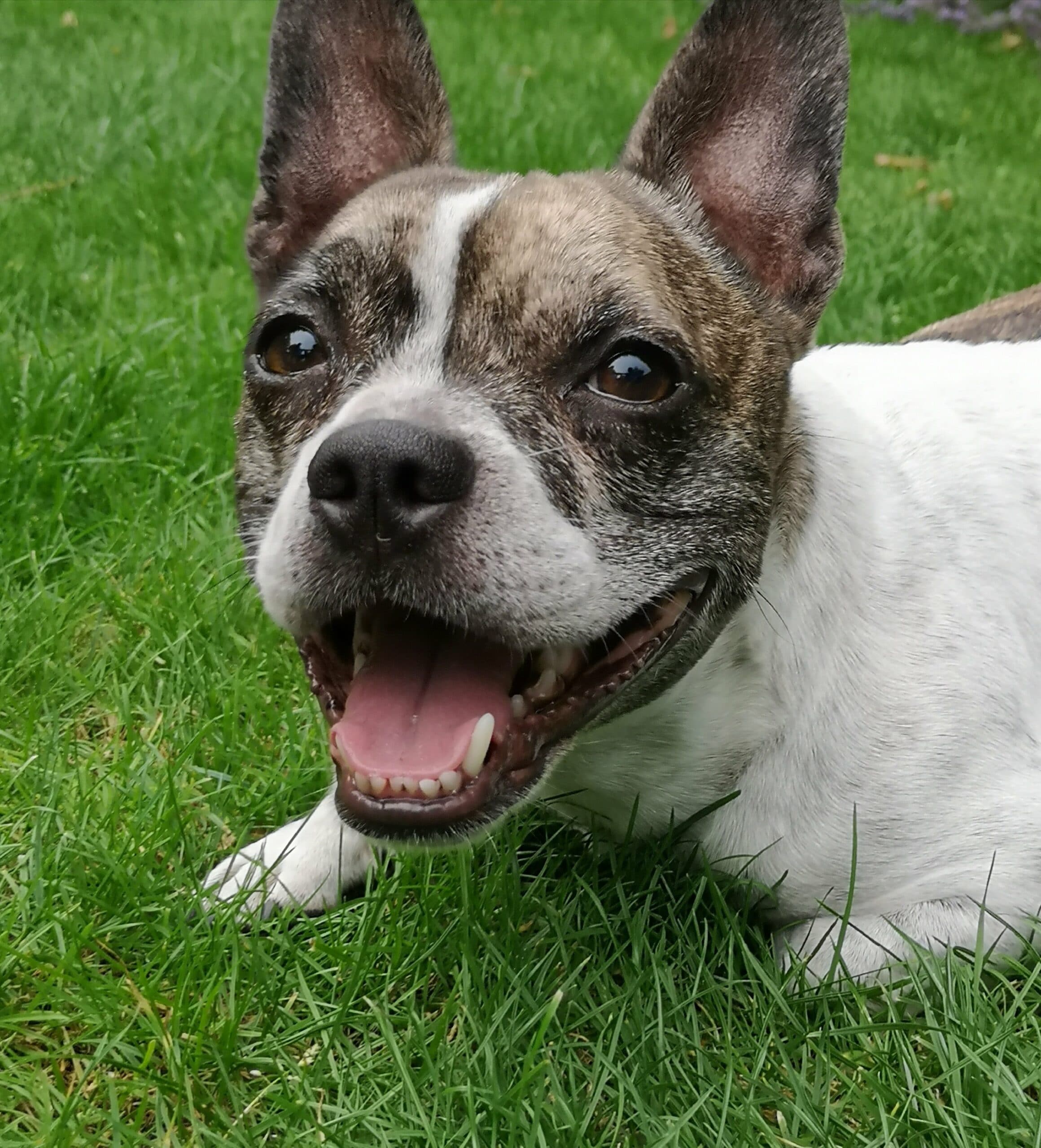 foto Perro Bullhuahua Francés Mixto