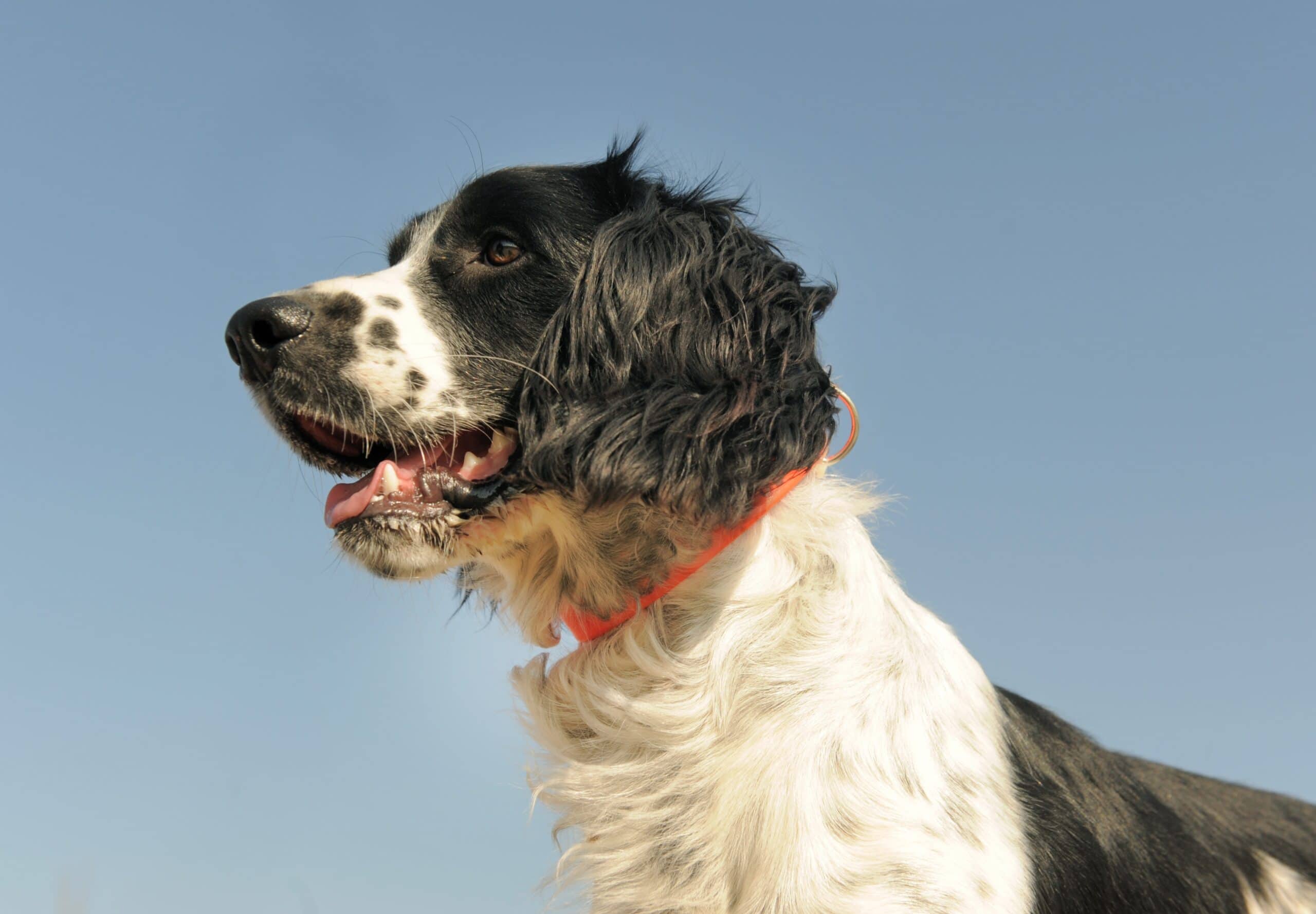 foto Perro Spaniel Francés