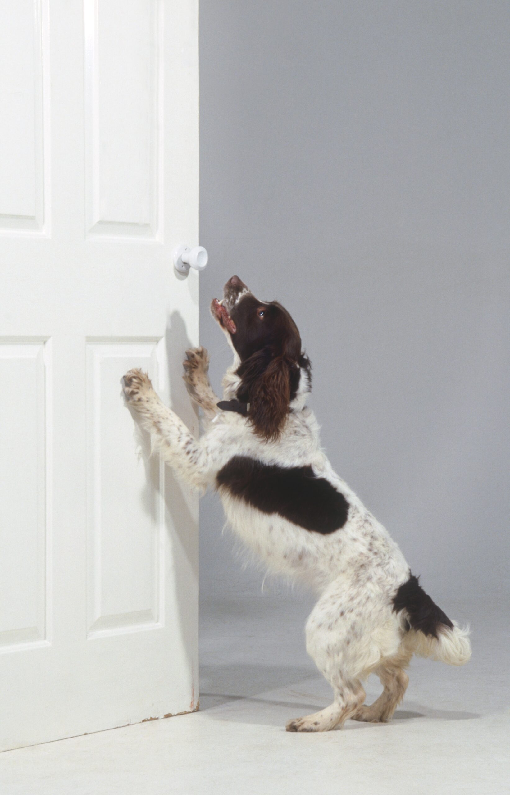 foto Perro Spaniel Francés