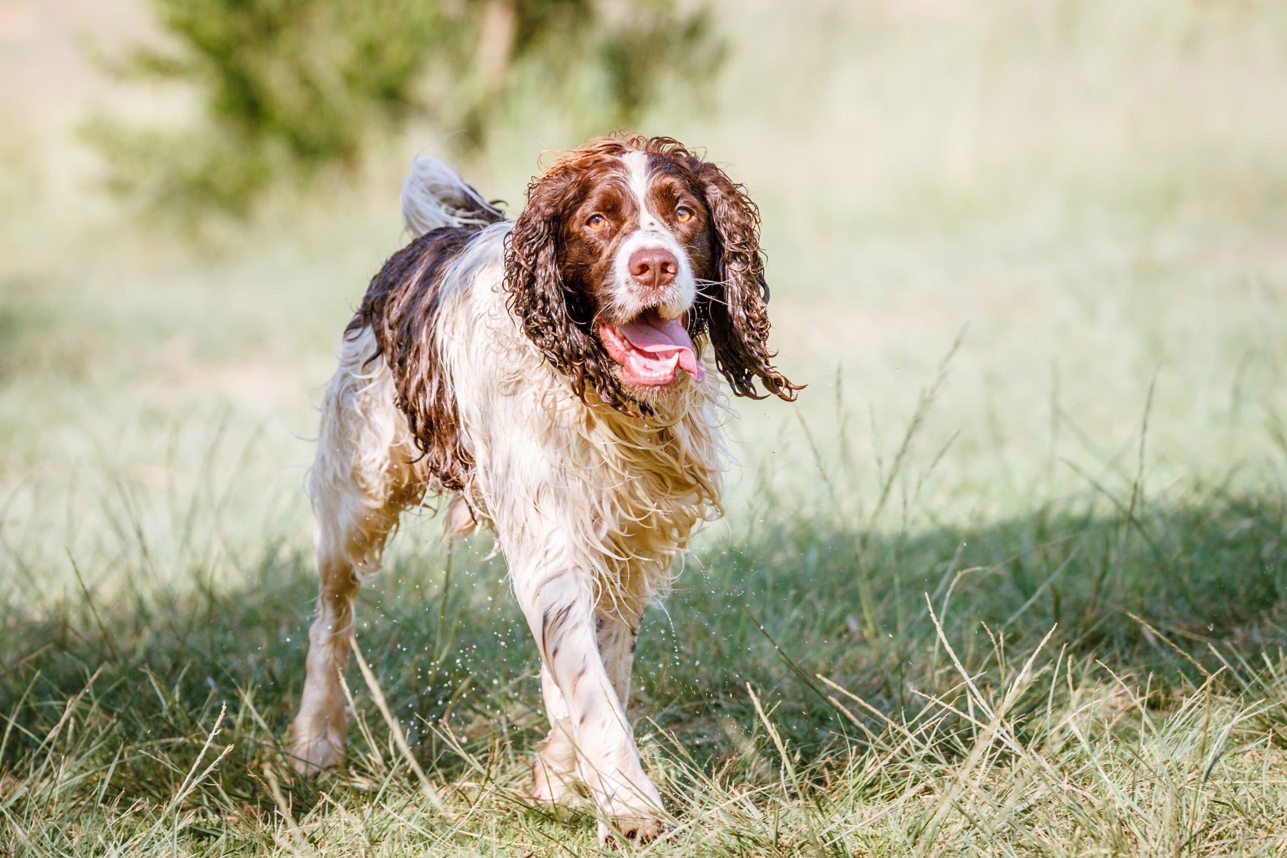 foto Perro Spaniel Francés