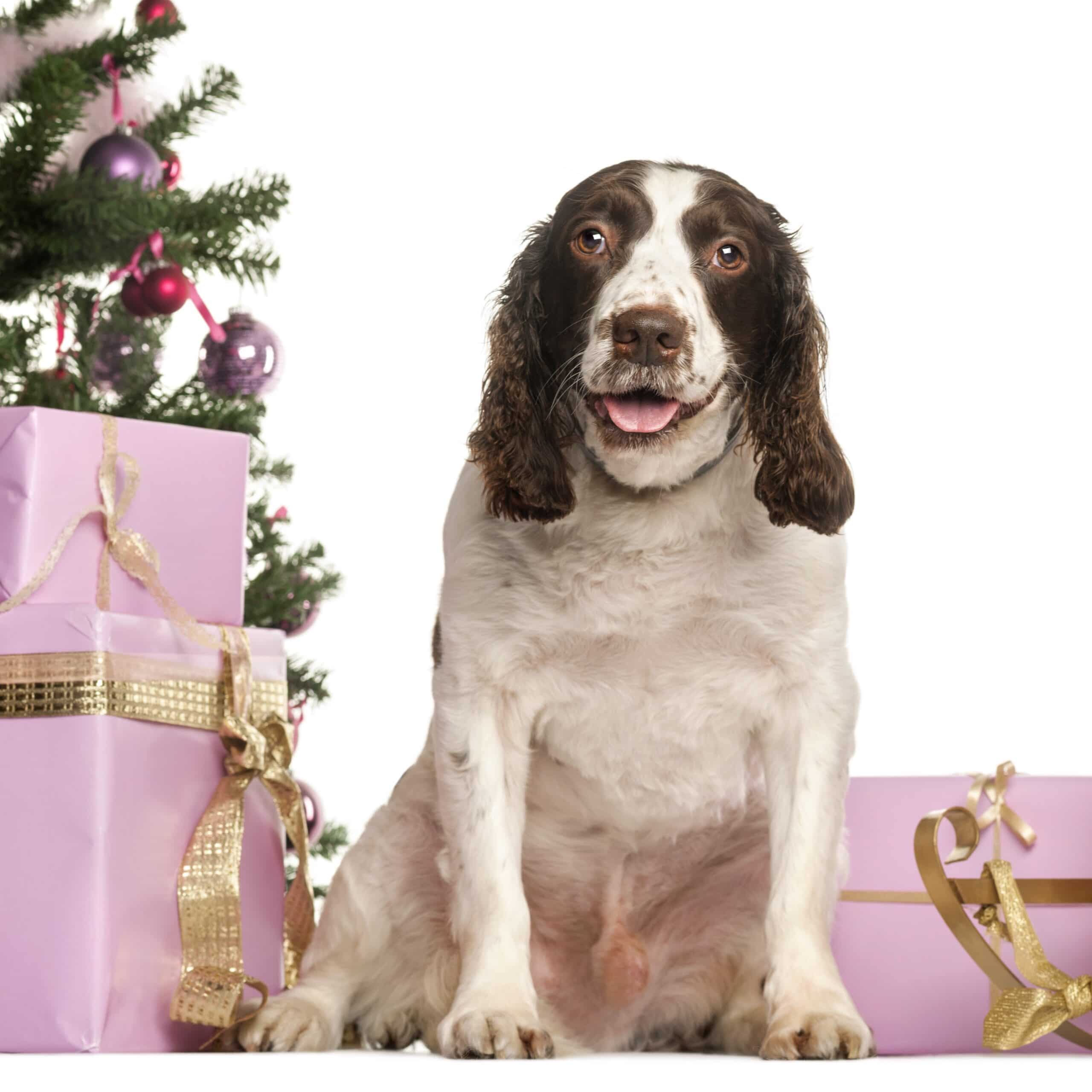 foto Perro Spaniel Francés