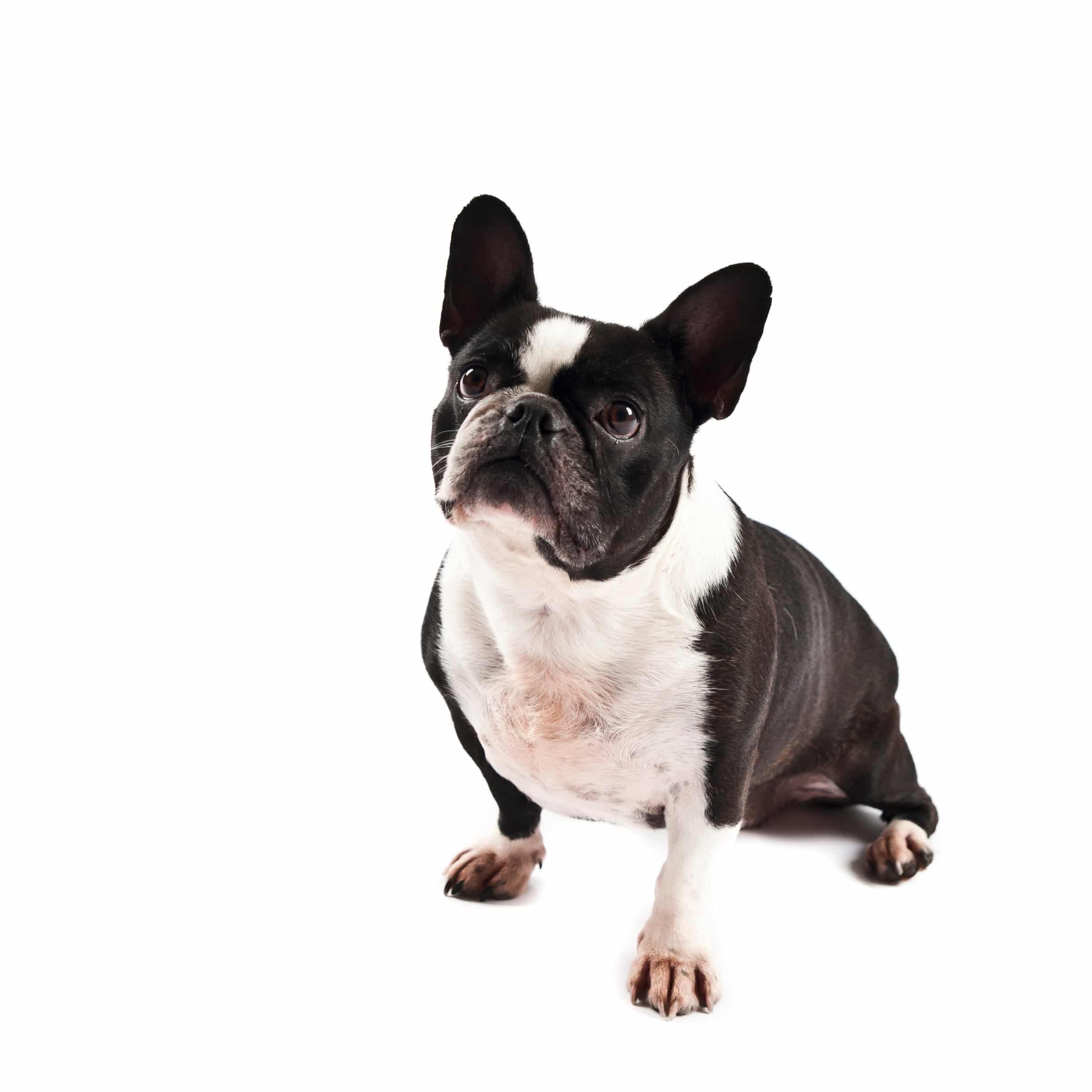 foto Perro de raza Frenchton
