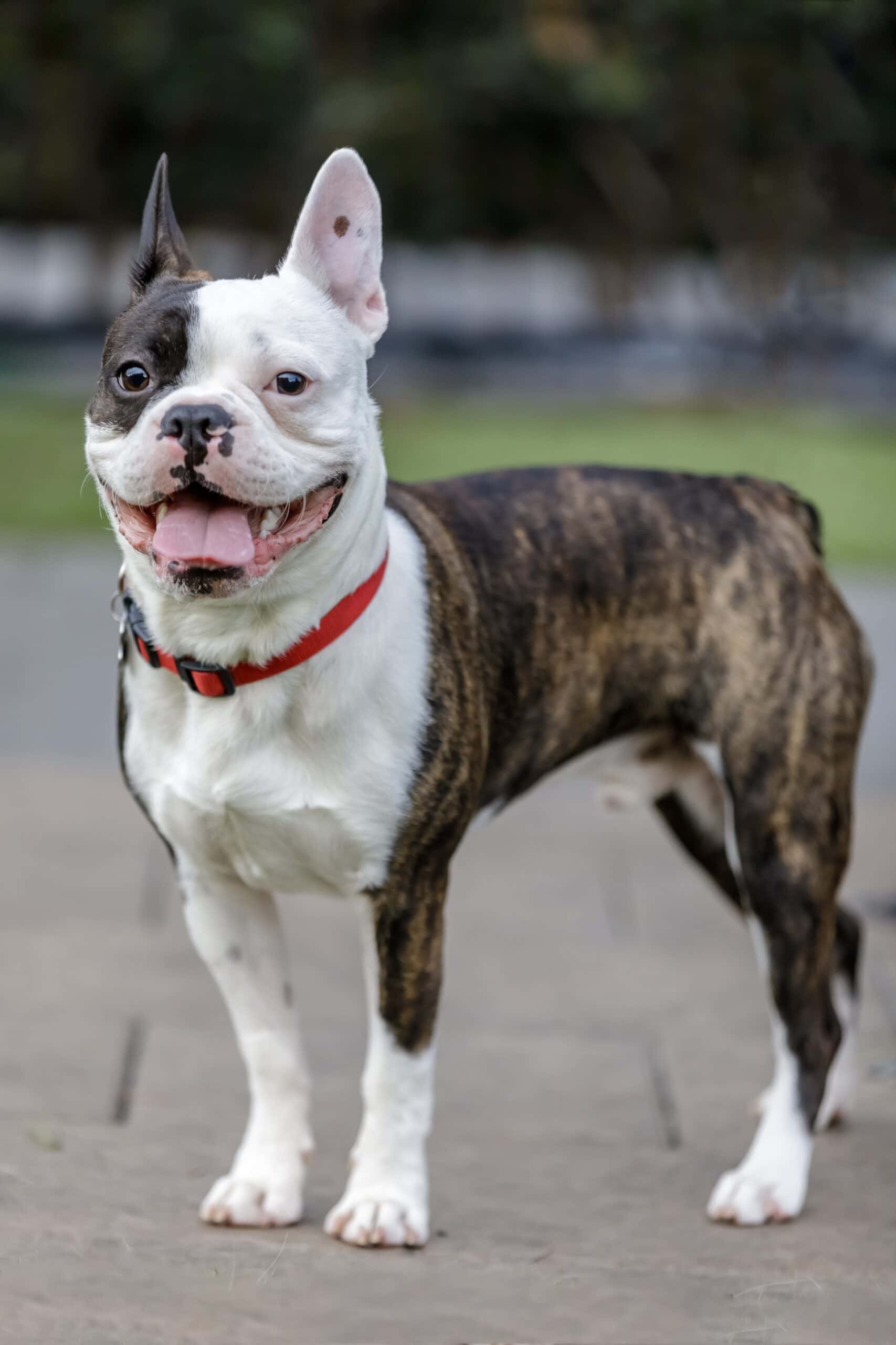 foto Perro de raza Frenchton
