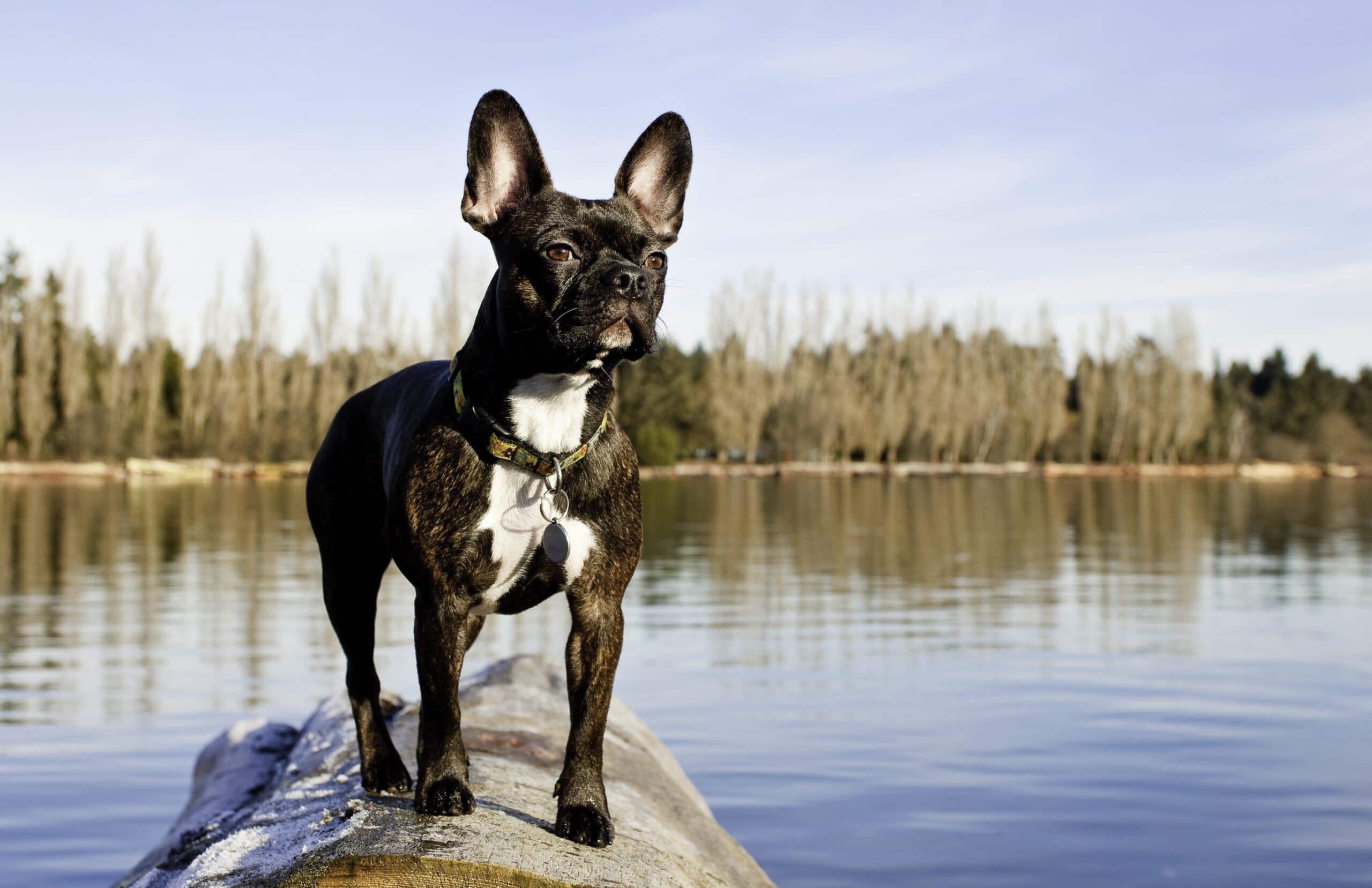 foto Perro de raza Frenchton